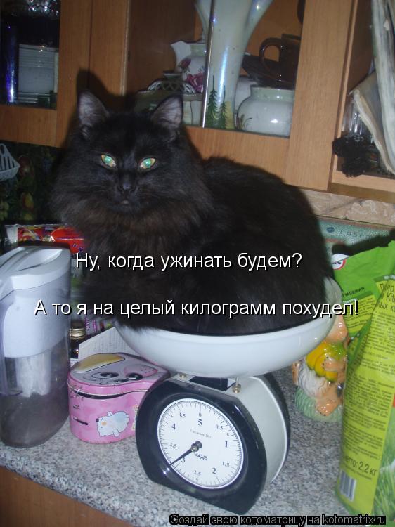 Котоматрица: Ну, когда ужинать будем?  А то я на целый килограмм похудел!
