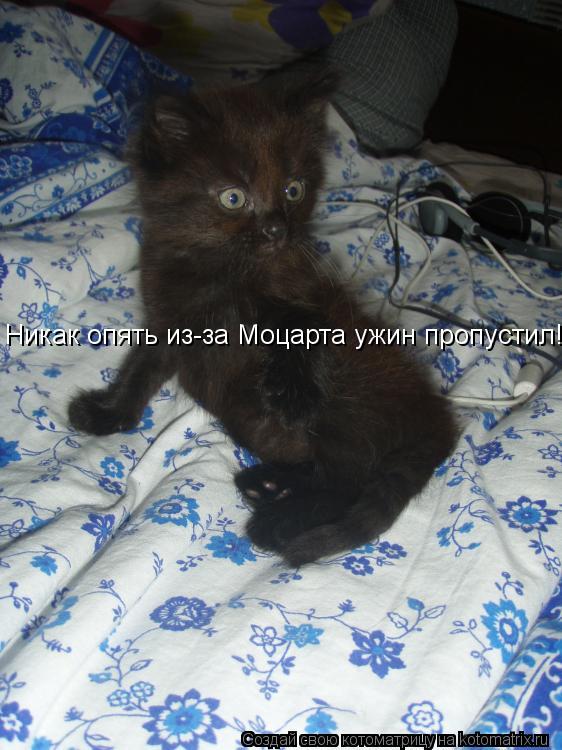 Котоматрица: Никак опять из-за Моцарта ужин пропустил!