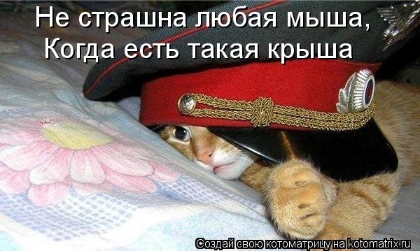 Котоматрица: Не страшна любая мыша, Когда есть такая крыша