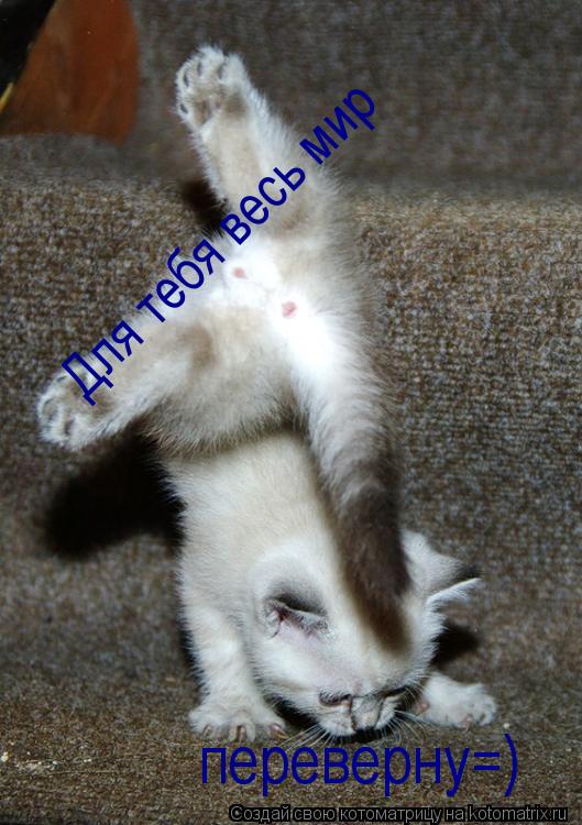 Котоматрица: Для тебя весь мир  переверну=)