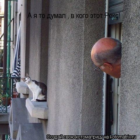 Котоматрица: А я то думал , в кого этот Рекс!