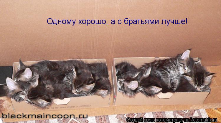 Котоматрица: Одному хорошо, а с братьями лучше!