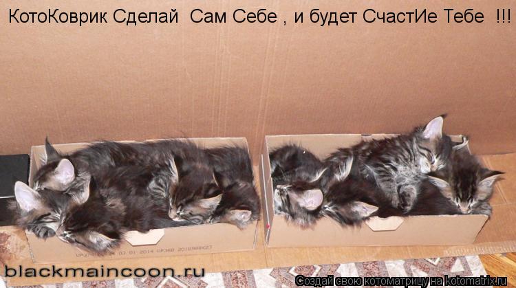 Котоматрица: КотоКоврик Сделай  Сам Себе , и будет СчастИе Тебе  !!!