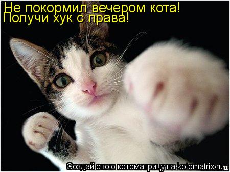 Котоматрица: Не покормил вечером кота! Получи хук с права!