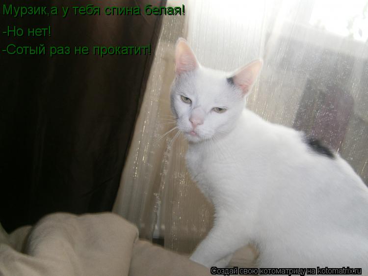 Котоматрица: -Но нет! -Сотый раз не прокатит! Мурзик,а у тебя спина белая!