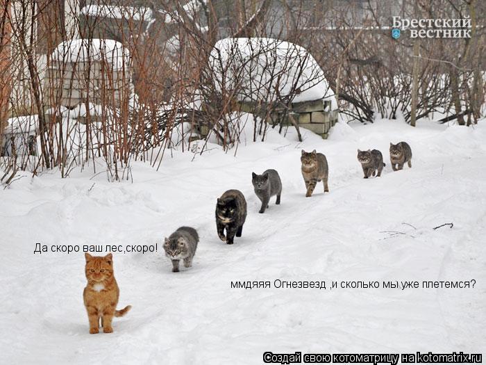 Котоматрица: ммдяяя Огнезвезд ,и сколько мы уже плетемся? Да скоро ваш лес,скоро!