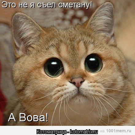 Котоматрица: Это не я съел сметану! А Вова!