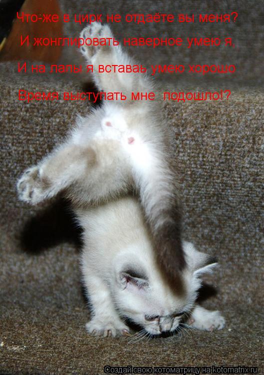 Котоматрица: Что-же в цирк не отдаёте вы меня? И на лапы я вставаь умею хорошо Время выступать мне на арене подошло!? Время выступать мне  подошло!? И жонгл