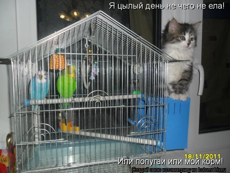 Котоматрица: Я цылый день не чего не ела! Или попугаи или мой корм!