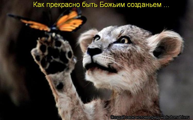 Котоматрица: Как прекрасно быть Божьим созданьем ... Как прекрасно быть Божьим созданьем ...