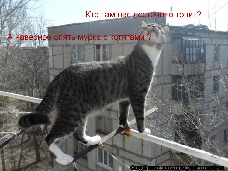 Котоматрица: Кто там нас постоянно топит? А наверное опять мурка с котятами!?