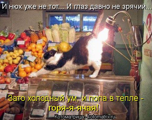 Котоматрица: И нюх уже не тот... И глаз давно не зрячий... Зато холодный ум, и попа в тепле - горя-я-ячая!