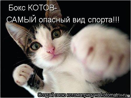 Котоматрица: Бокс КОТОВ- САМЫЙ опасный вид спорта!!!