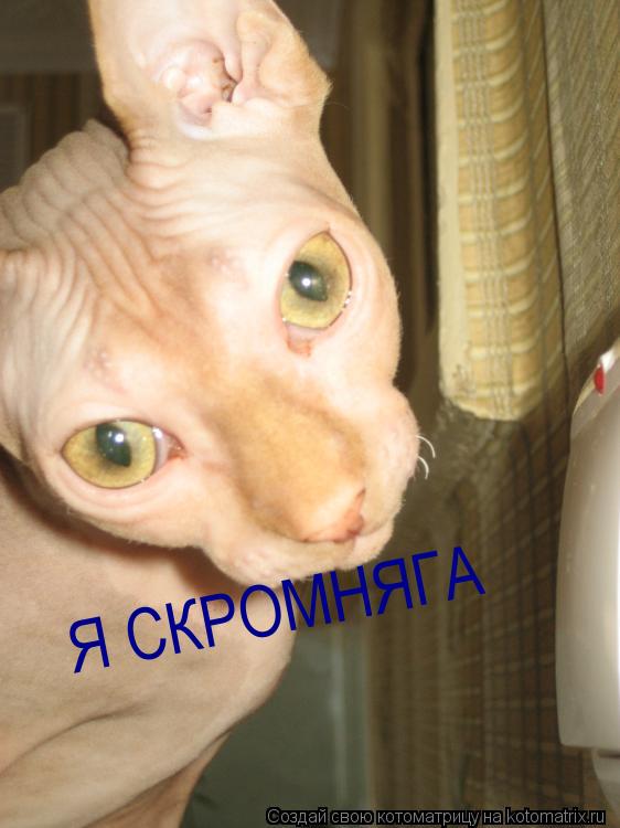 Котоматрица: Я СКРОМНЯГА
