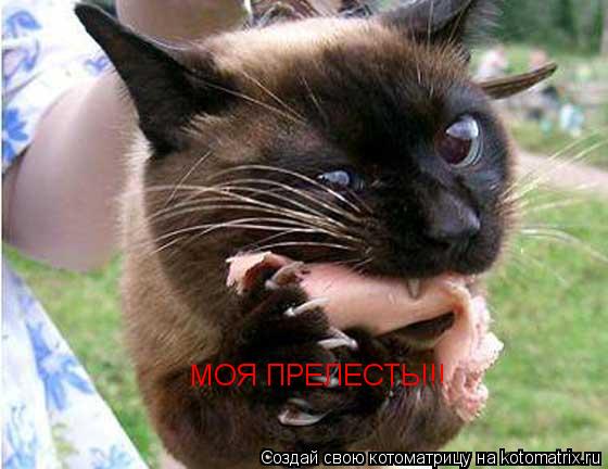 Котоматрица: МОЯ ПРЕЛЕСТЬ!!!