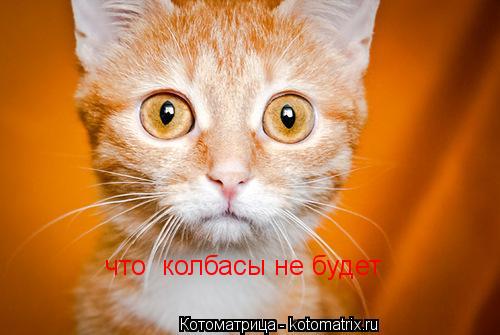 Котоматрица: что  колбасы не будет