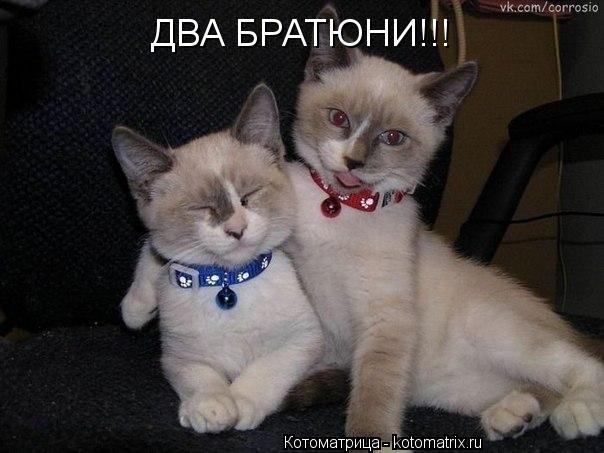 Котоматрица: ДВА БРАТЮНИ!!!