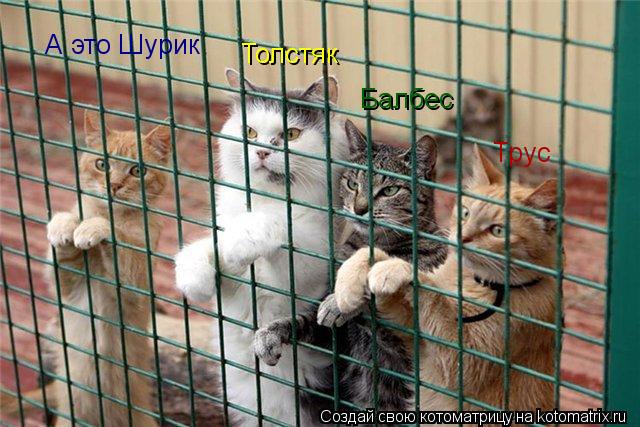 Котоматрица: Толстяк Балбес Трус А это Шурик