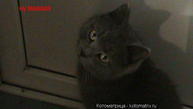 Котоматрица: ну мааааа