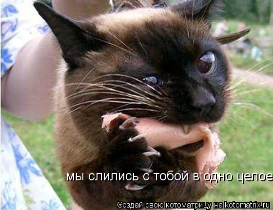 Котоматрица: мы слились с тобой в одно целое
