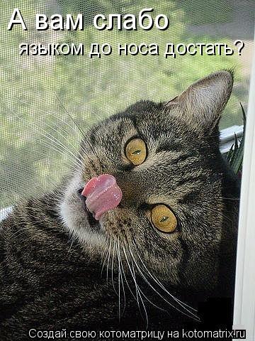 Котоматрица: А вам слабо языком до носа достать?
