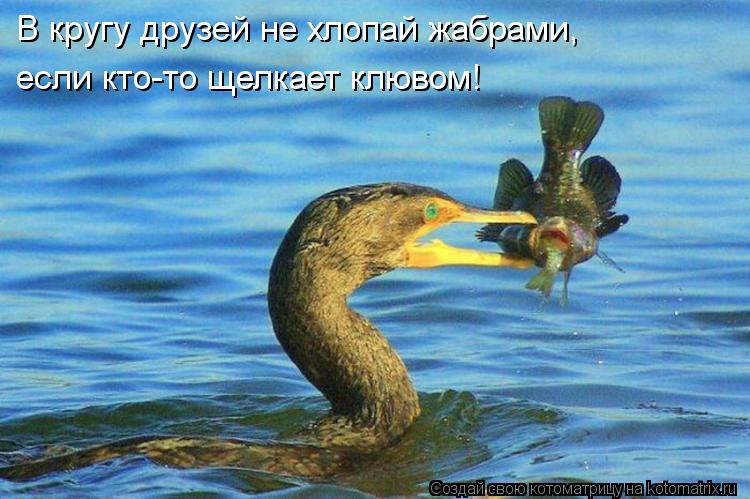 Котоматрица: В кругу друзей не хлопай жабрами, если кто-то щелкает клювом!