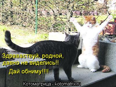 Котоматрица: Здраааствуй, родной, давно не виделись!! Дай обниму!!!!