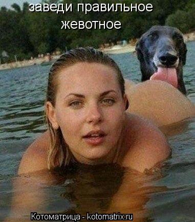 Котоматрица: заведи правильное  жевотное