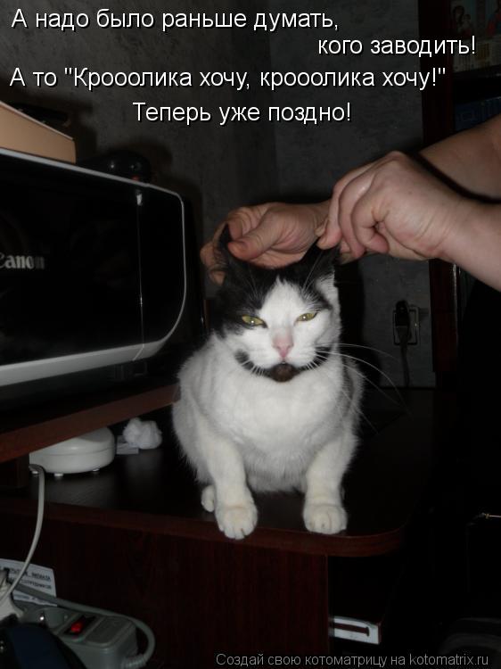 Котоматрица: А надо было раньше думать, кого заводить! А то "Крооолика хочу, крооолика хочу!" Теперь уже поздно!
