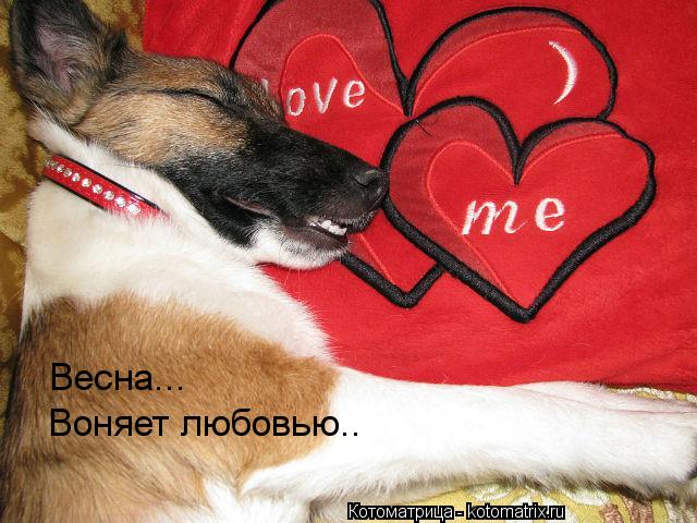Котоматрица: Весна... Воняет любовью..