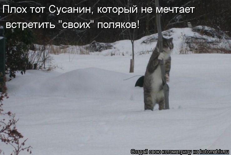 Котоматрица: встретить "своих" поляков! Плох тот Сусанин, который не мечтает
