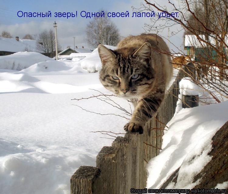Котоматрица: Опасный зверь! Одной своей лапой убьет.