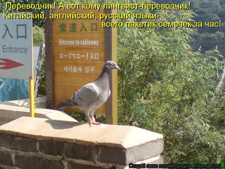 Котоматрица: Переводчик! А вот кому лингвист-переводчик! Китайский, английский, русский языки-  всего пакетик семечек за час!
