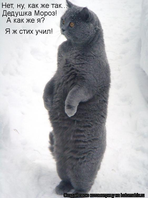 Котоматрица: Нет, ну, как же так... Дедушка Мороз! А как же я? Я ж стих учил!