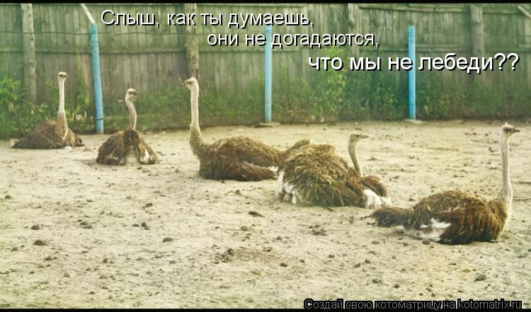 Слыш, как ты думаешь, они не догадаются, что мы не лебеди??... Котоматрица: Слыш, как ты думаешь, они не догадаются, что мы не лебеди??