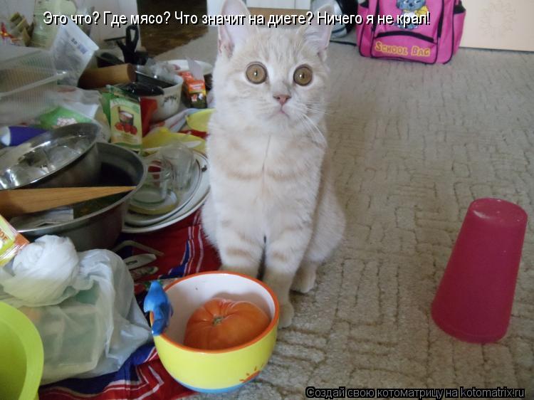 Котоматрица: Это что? Где мясо? Что значит на диете? Ничего я не крал!