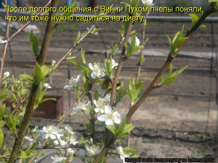 Котоматрица: После долгого общения с Винни Пухом пчелы поняли,  что им тоже нужно садиться на диету...