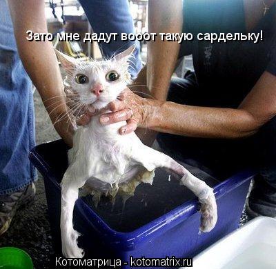 Котоматрица: Зато мне дадут вооот такую сардельку!