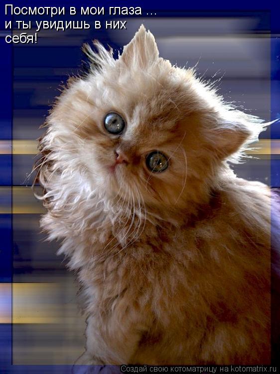 Котоматрица: Посмотри в мои глаза ... себя! и ты увидишь в них