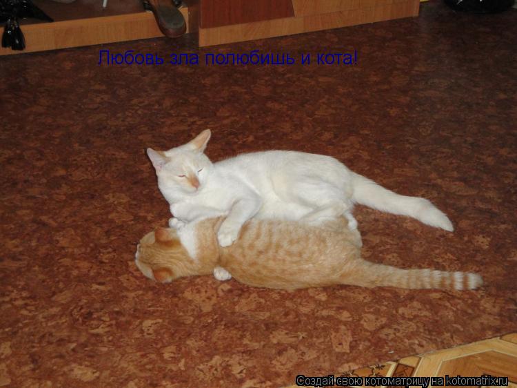 Котоматрица: Любовь зла полюбишь и кота!