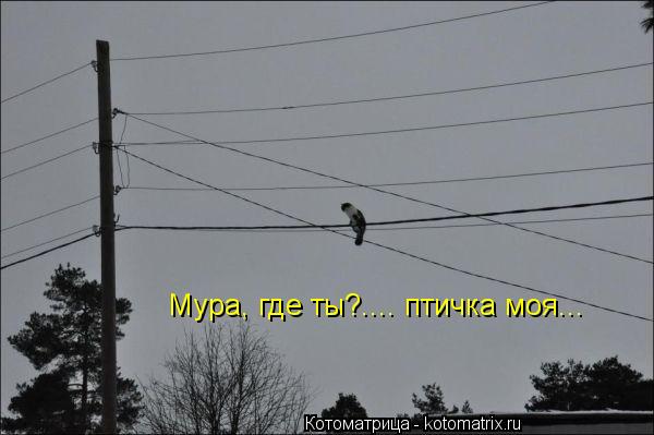 Котоматрица: Мура, где ты?.... птичка моя...