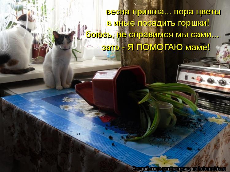 Котоматрица: весна пришла... пора цветы в иные посадить горшки! боюсь, не справимся мы сами... зато - Я ПОМОГАЮ маме!