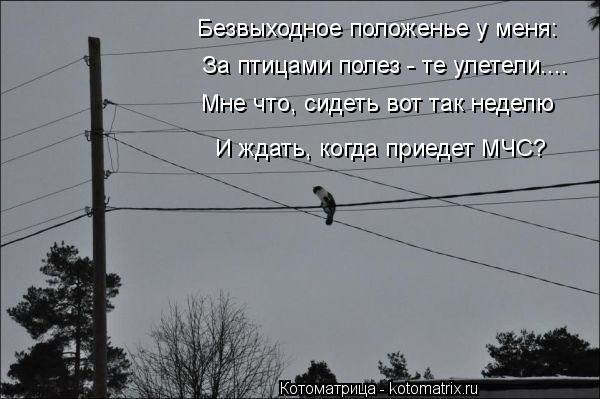 Котоматрица: Безвыходное положенье у меня:  За птицами полез - те улетели.... Мне что, сидеть вот так неделю  И ждать, когда приедет МЧС?
