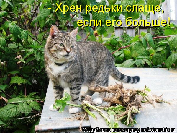 - Хрен редьки слаще, если его больше!... Котоматрица: - Хрен редьки слаще, если его больше!