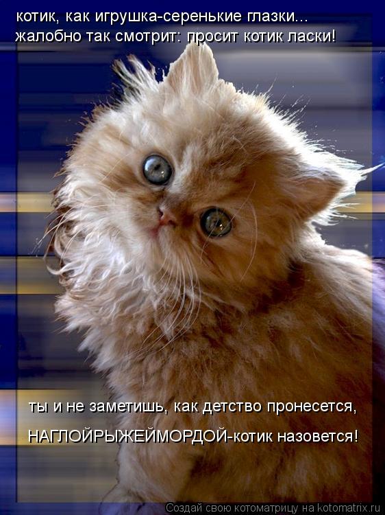 Котоматрица: котик, как игрушка-серенькие глазки... жалобно так смотрит: просит котик ласки! ты и не заметишь, как детство пронесется, НАГЛОЙРЫЖЕЙМОРДОЙ-к