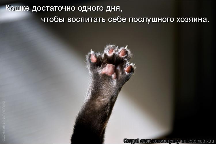 Котоматрица: Кошке достаточно одного дня, чтобы воспитать себе послушного хозяина.