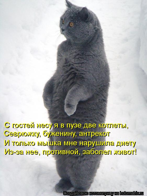 С гостей несу я в пузе две котлеты, Севрюжку, буженину, антрекот И только мышка мне нарушила диету Из... Котоматрица: С гостей несу я в пузе две котлеты, Севрюжку, буженину, антрекот И только мышка мне нарушила диету Из-за нее, противной, заболел живот!
