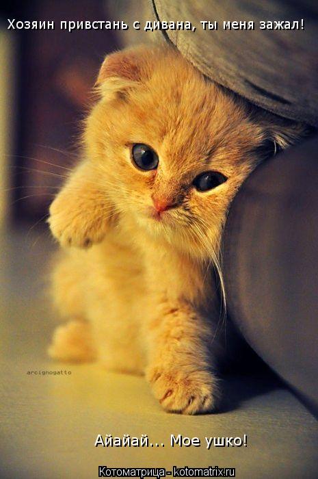 Котоматрица: Хозяин привстань с дивана, ты меня зажал! Айайай... Мое ушко!