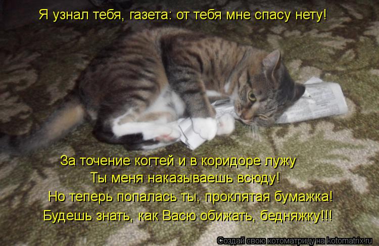 Котоматрица: Я узнал тебя, газета: от тебя мне спасу нету! За точение когтей и в коридоре лужу Ты меня наказываешь всюду! Но теперь попалась ты, проклятая 