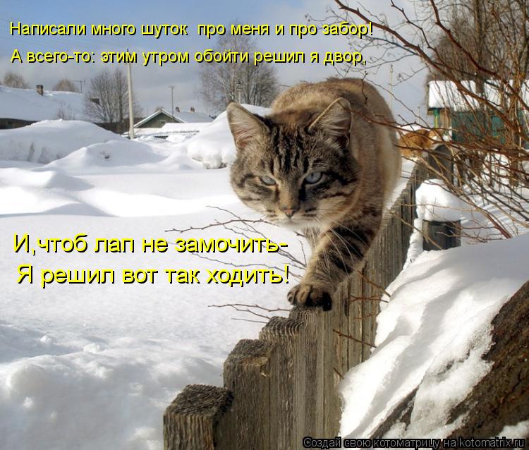 Котоматрица: Написали много шуток  про меня и про забор! А всего-то: этим утром обойти решил я двор, Я решил вот так ходить! И,чтоб лап не замочить-